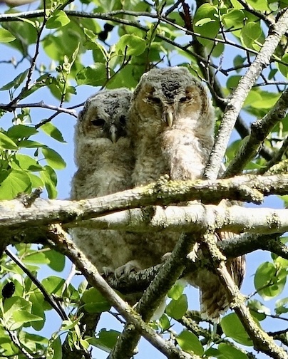 tawny owl